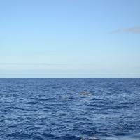 Rejs po oceanie: delfiny. 