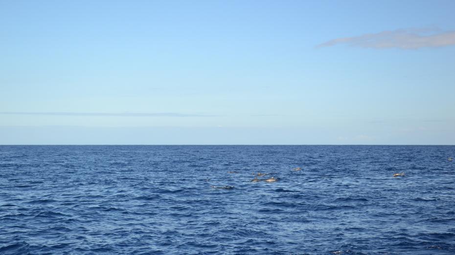 Rejs po oceanie: delfiny. 