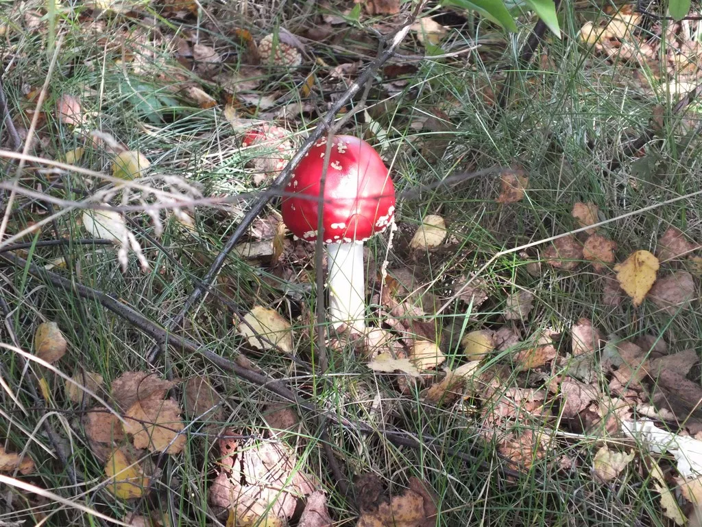 Muchomor czerwony - bardzo efektowny, ale trujący grzyb.