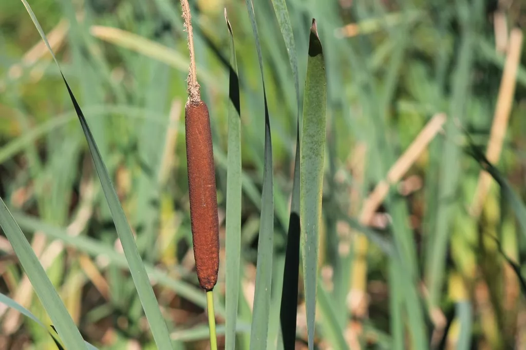Piękny ten tatarak.