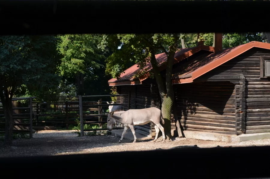 ZOO