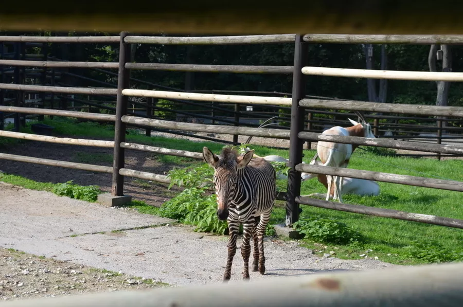 ZOO...