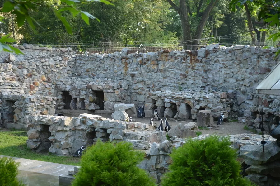 Królestwo pingwinów
