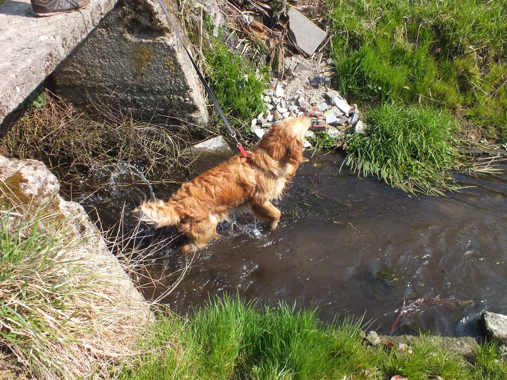 Fido w kąpieli