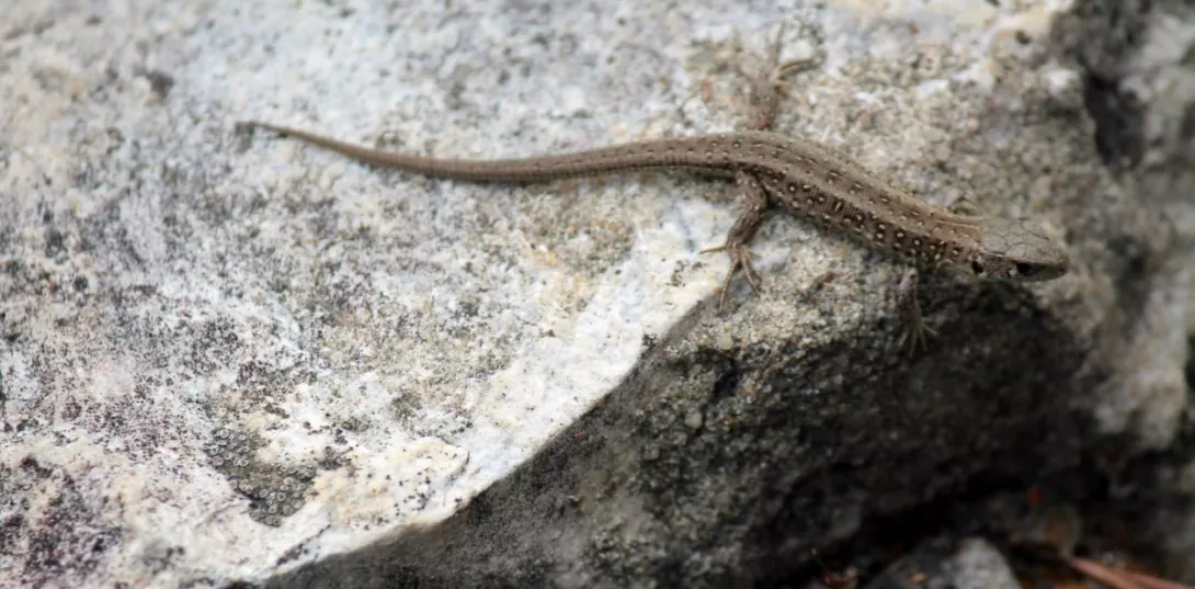  Obóz integracyjny klas pierwszych 2015   (fot. Łukasz Leszczeński).