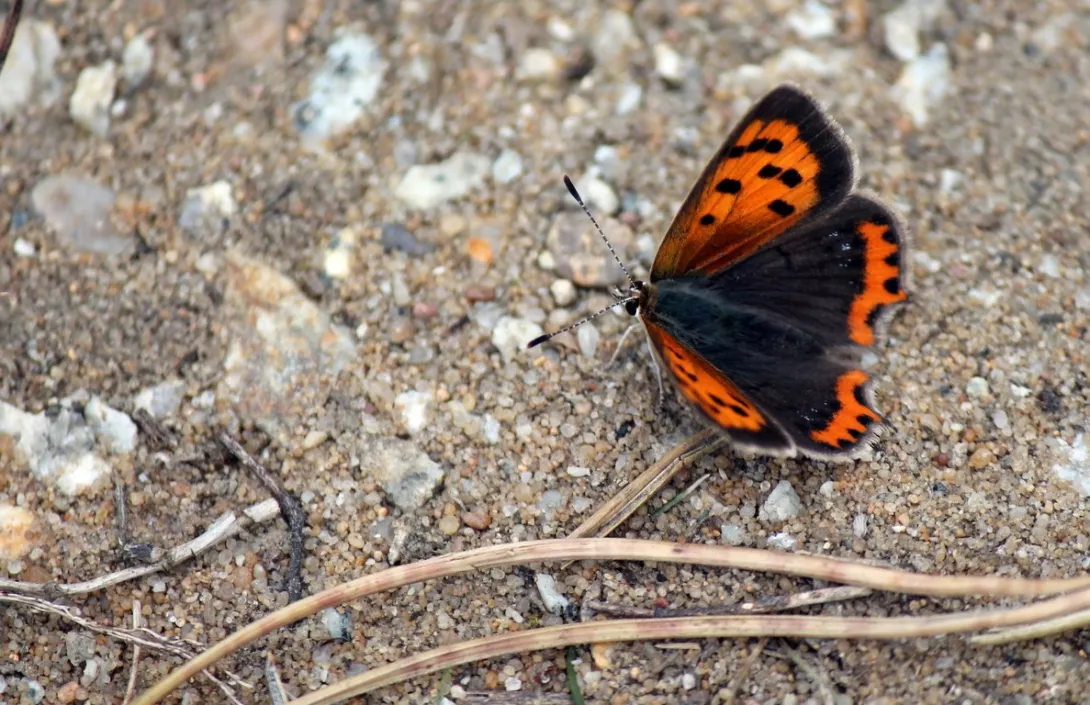  Obóz integracyjny klas pierwszych 2015   (fot. Łukasz Leszczeński).
