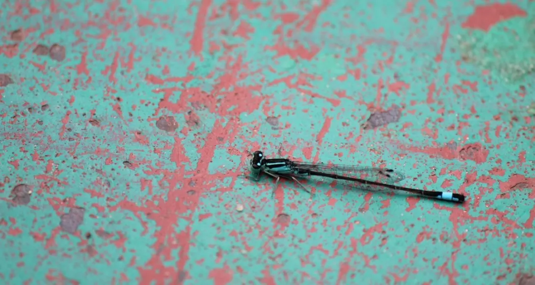  Obóz integracyjny klas pierwszych 2015   (fot. Łukasz Leszczeński).