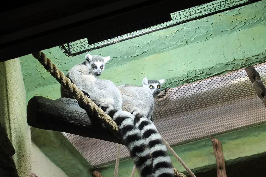 Wycieczka do ZOO.