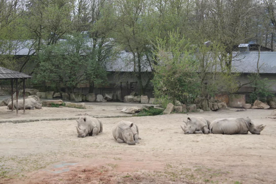 Majówka, ZOO Dwur Kralove na Labem