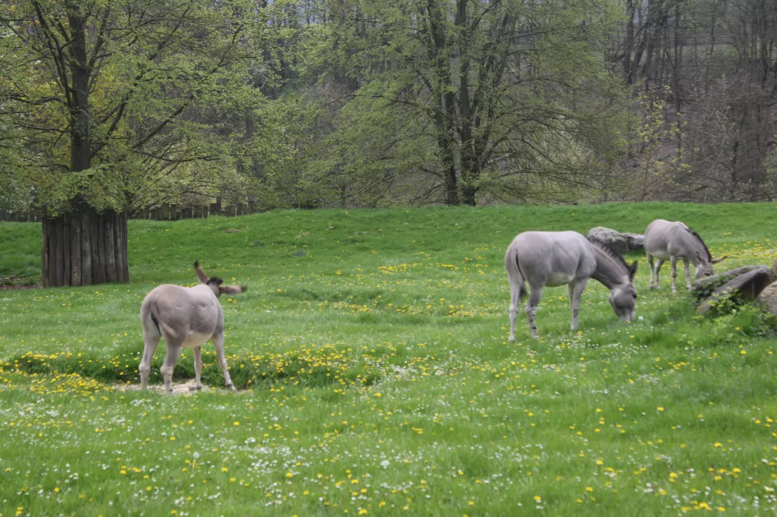 Majówka, Zoo w Dvůr Králové nad Labem