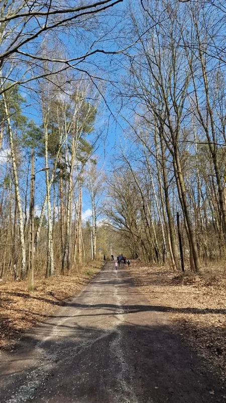 leśnym duktem