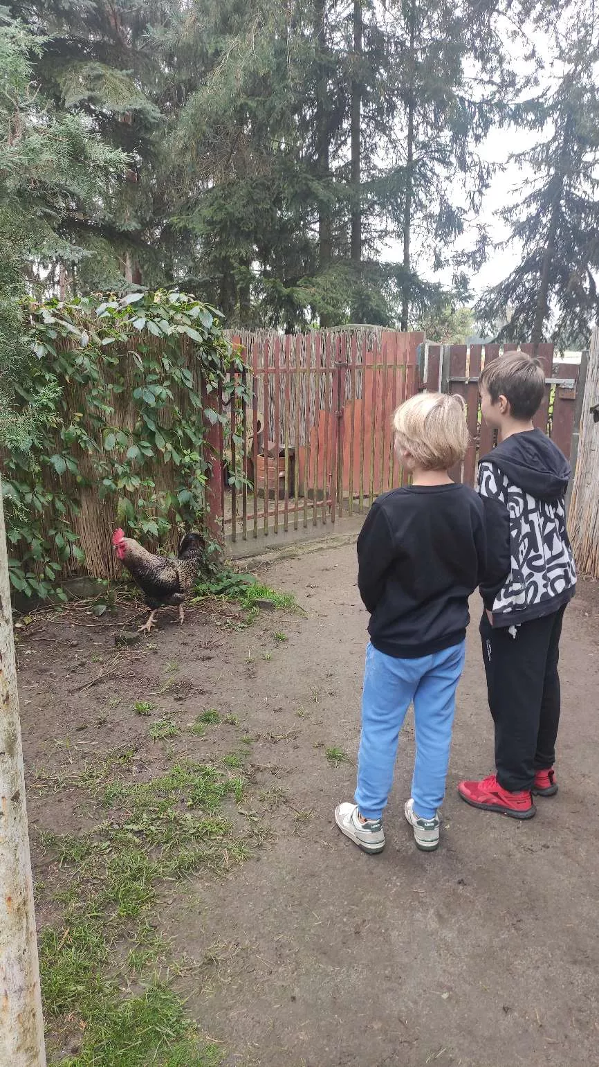 Chłopcy podczas spotkania z kogutem