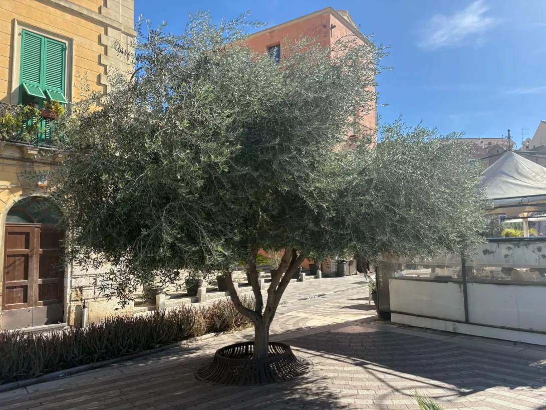 Oliwka